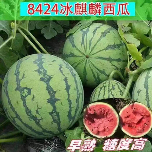 8424 Authentic Grafted Seedlings with Soil and Seedless Midu Kirin Early Mature Seedlings Watermelon Seedlings Kirin Watermelon Seedlings Buy 3+2 Real Hair 5 Plants + Fertilizer