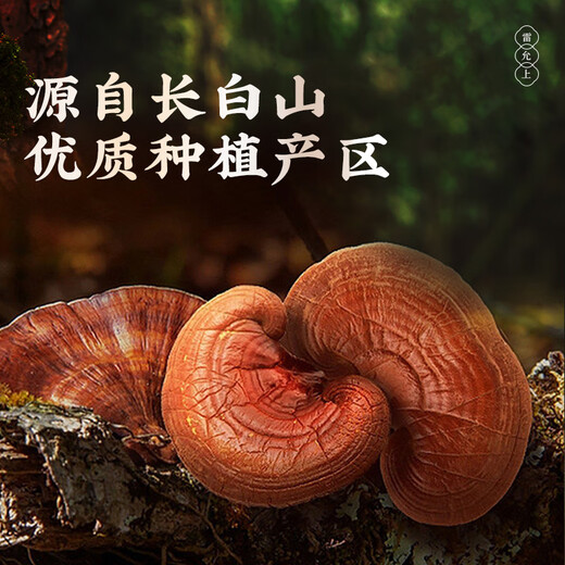 Lei Yunshang Breaking Wall Ganoderma Lucidum Spore Powder 4G Jilin Changbaishan Linzhi Robe Powder améliore l'immunité