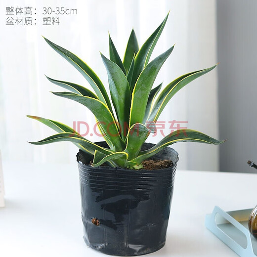 达泽侠龙舌兰盆栽室内大株多肉植物大颗老桩巨型稀有品种花卉树苗好养活 龙舌兰-多肉[原袋盆]