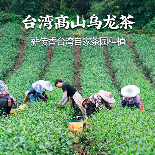 Xinqi Xiang Yanding Oolong Tea Authentic Taiwan Native Gaoshan Tea Dragon Boat Festival Día de regalo del padre 300G Oolong Simple Pack Simple Fire 150g*2 Pack