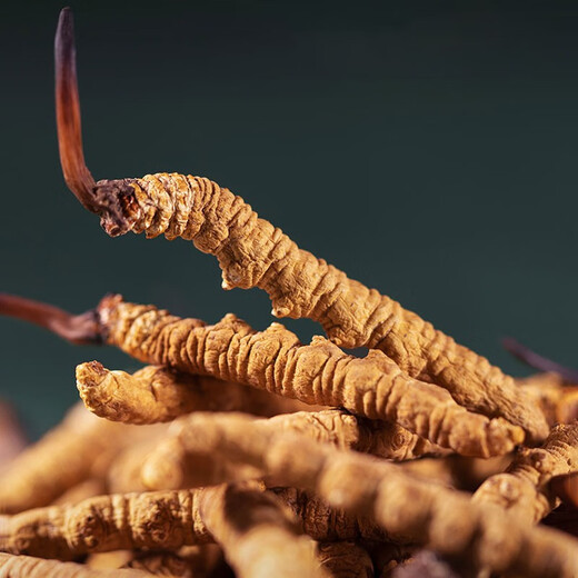 
QOMO Tibet Nagqu Cordyceps sinensis High-altitude Dried Cordyceps Wild Cordyceps Natural Growth Nagqu Cordyceps Gift Box Gift Box Gift Box Gift Box 3-4 Rods/g 10g (35-40 Rods)