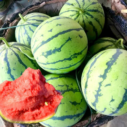 Nongzhi Zaojia 8424 Kirin watermelon seeds are suitable for early maturing in the South. Zaojia 8424 watermelon seeds 50gx2 barrels
