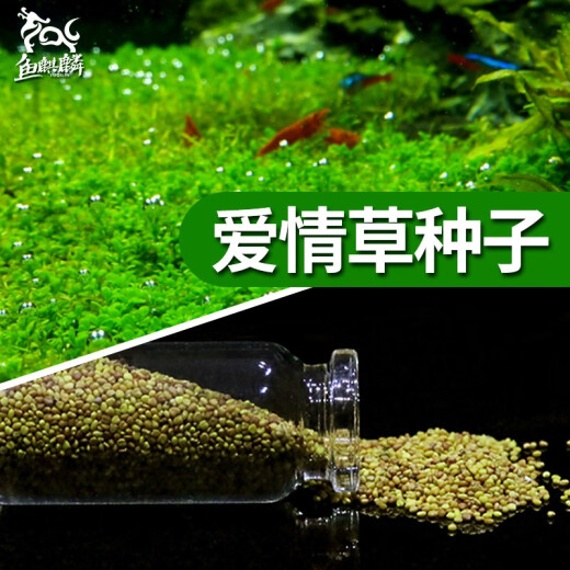 Fish unicorn aquatic plant seeds fish tank landscaping aquarium decoration lazy water grass mud foreground grass freshwater plant landscaping quick love grass seeds 15g/bottle*1