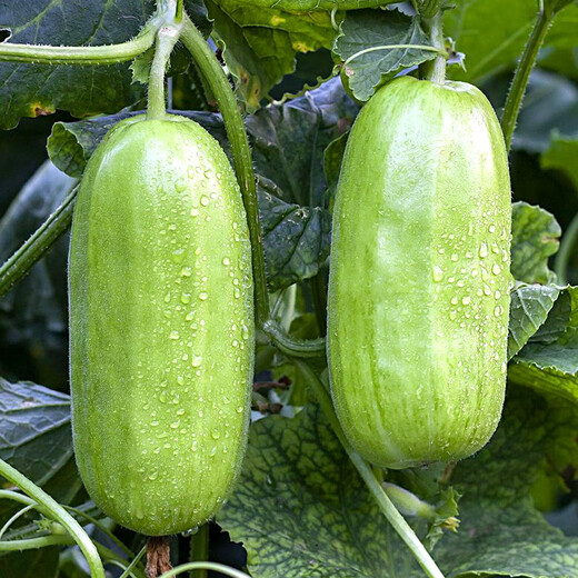 Shouhe melon seeds Shandong crispy Shouguang Boyang large white sand honey fruit sowing in winter and spring planting early maturing extra large eight-sided crispy melon seeds about 60 pieces x 2 bags