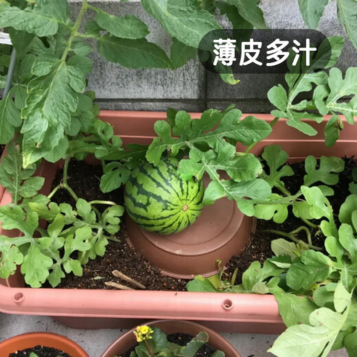 Fengming Yashi early-maturing small watermelon seeds thin skin few seeds yellow flesh watermelon fruit seeds four seasons little bee watermelon seeds 10 capsules