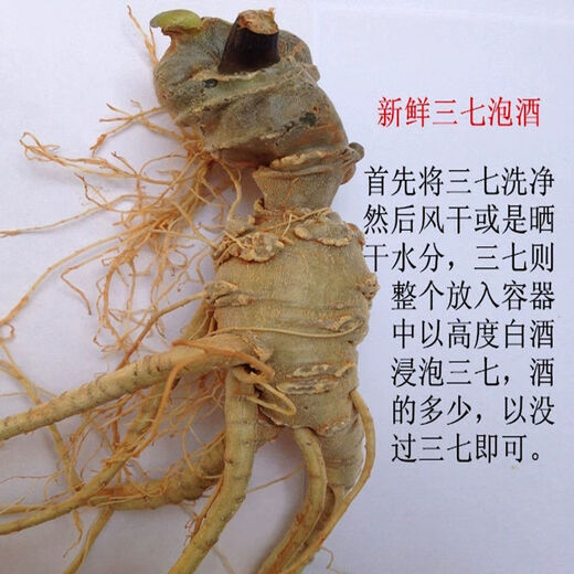 Notoginseng de panax frais Sélection du Yunnan Wenshan Panax notoginseng avec des racines Champs Freshs Wine Schec 250g 500g [Cinq ans Sélection de panax frais notoginseng] 4 Total 500g