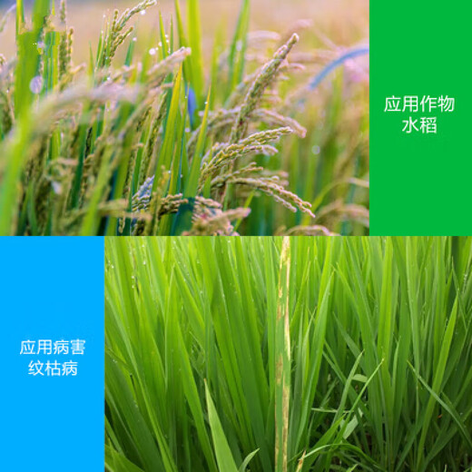 Jinggangmycin A15% rice smut, sheath and blight, wheat scab, and blight pesticide and fungicide 15g*100 bags