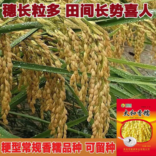 Гуйчжоу Тайхэ Сяннуо/Хуинуо 330/Цяннуою 88 семена ароматного клейкого риса, семена клейкого риса с короткими зернами, круглые, Цяннуою 88, одна упаковка (длинный клейкий рис 200 г) гибрид