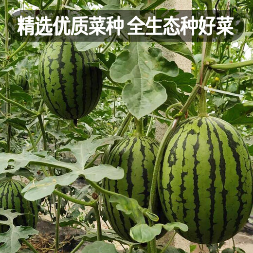 Fengming Yashi early-maturing four-season watermelon seeds thin-skin gift hybrid watermelon seeds Kirin 2K watermelon seeds 50 capsules