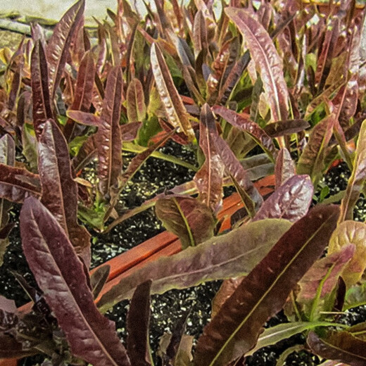 Shouhe lettuce seeds purple and easy to sow on the family balcony in spring and winter sowing vegetables for four seasons in Guangdong fields Shouhe red lettuce seeds 50g original