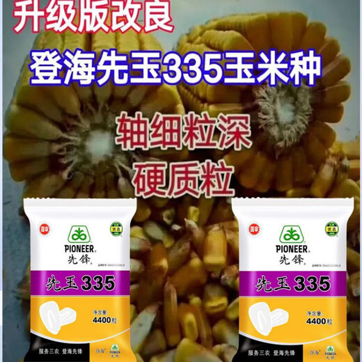 New insect-resistant version of Pioneer Xianyu 335 nationally approved corn seeds, high-yielding corn seeds, good seeds from the north and south. Insect-resistant version of Xianyu 335 original 1 bag 4400 grains