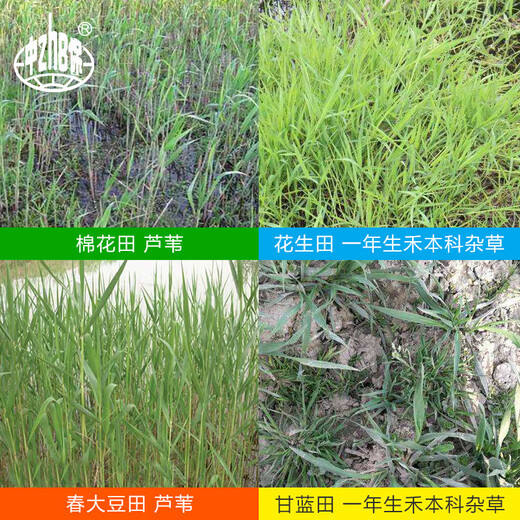 Cody Huagai Cao Neng high-efficiency fluopyfenacet reed annual grass weed killer pesticide herbicide 15ml