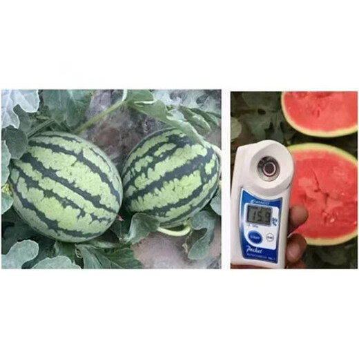 Sweet 4K Watermelon Seeds Spring and Autumn Sowing Station Divine Watermelon Seeds Thin Skin Dry Juice High Sweetness Low Temperature and Low Light Resistance 600 capsules/bag