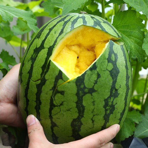 Shouhe fruit seeds early spring ruby gift watermelon 2k small watermelon thin skin sweet spring planting balcony potted plant Shouhe Weifeng series Xiaofeng watermelon seeds 15 capsules