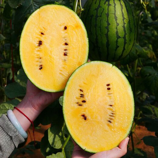 Shouhe fruit seeds early spring ruby gift watermelon 2k small watermelon thin skin sweet spring planting balcony potted plant Shouhe Weifeng series Xiaofeng watermelon seeds 15 capsules