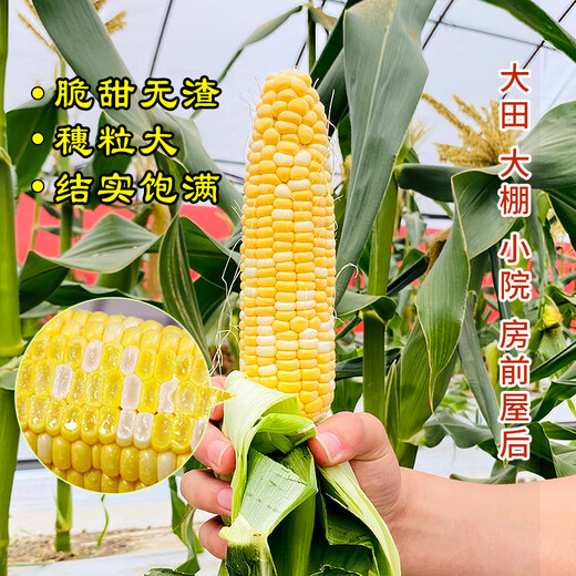 Supersüße, zweifarbige Fruchtmaissamen aus Langzeitanbau, einfach zu züchtende Zuckermaissamen, extra groß, dürreresistent, Frühling, vier Jahreszeiten, süßer Wachsmais, klebriger süßer Zhetai-süßer 928-Mais, 40 g Original