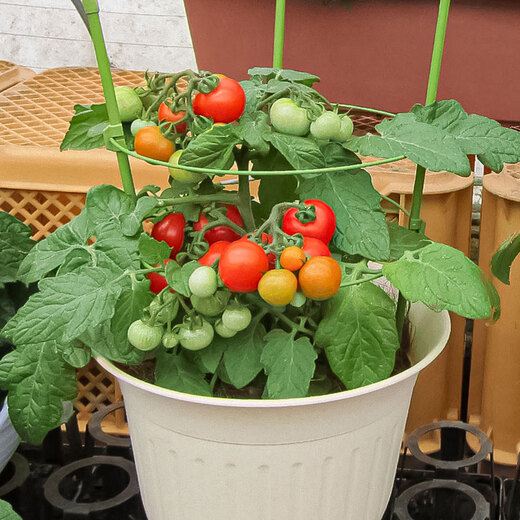 Beishu dwarf tomato seed seedlings vegetable red pearl small tomato seeds dwarf potted red tomato seeds 50 capsules