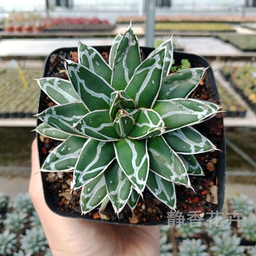 Agave Family Series von Schnee, verheißungsvolle Kronbrokade fünf Farben und andere saftige Pflanzen Gartenpopfpflanzen Maikele Ji Luanxue 12-15 cm