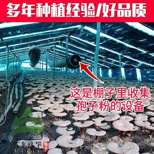 Мягкая капсула со споровым маслом ганодермы, подлинное споровое масло ганодермы с горы Чанбайшань, экстракт спорового порошка ганодермы с высоким содержанием тритерпенов ганодермы, споровое масло ганодермы, 1 бутылка