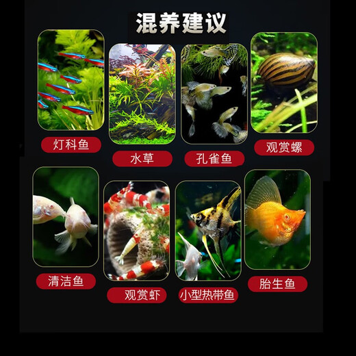 Yunfeng Hairui tropical fish Ornamental fish Small ornamental fish Zebrafish Live Tropical fish Live Small fish Live fish 10 red zebrafish