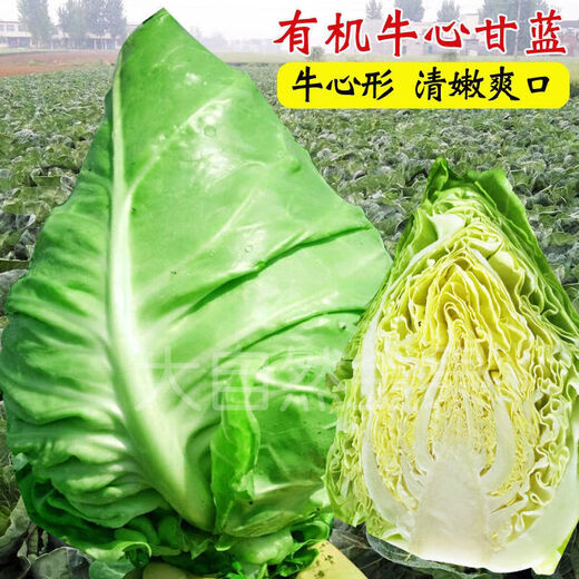 Chunfeng Extra Large Beef Heart Cabbage Seeds Cabbage Seeds Lotus White Cabbage Cold-resistant Spring and Autumn Four Seasons Vegetable Seeds Company Original Approximately 285 capsules per bag