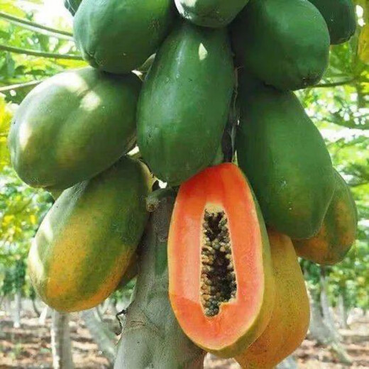 Papaya seeds Hainan red heart papaya rock sugar papaya papaya seeds balcony courtyard potted fruits and vegetables for four seasons sowing papaya seeds 50 capsules