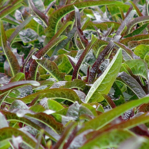 Shouhe lettuce seeds purple and easy to sow on the family balcony in spring and winter sowing vegetables for four seasons in Guangdong fields Shouhe red lettuce seeds 50g original