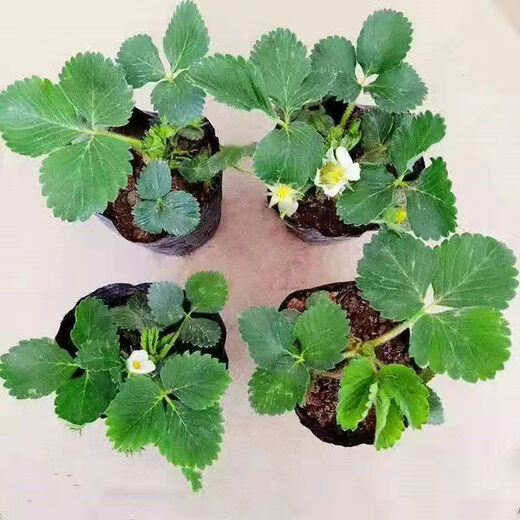 Strawberry seedlings shipped from the original soil, blooming and big fruit for four seasons, cream strawberry seedlings wholesale, fruit plug seedlings for the current year, 6 cream strawberries, shipped from the original soil + fertilizer