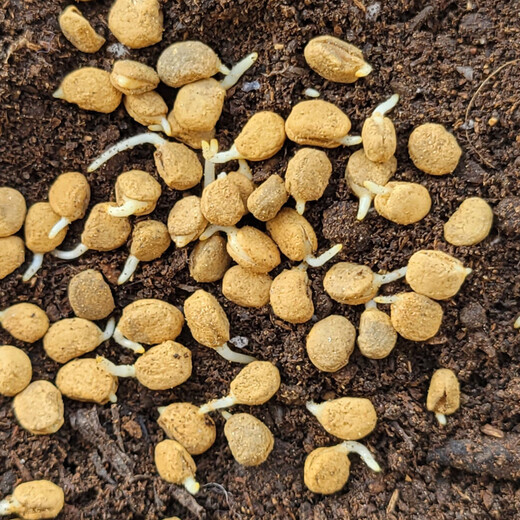 Changbai Mountain ginseng seed planting potted Korean ginseng, wild ginseng, American ginseng, and ginseng seedlings, potted red ginseng seeds 1g 50 germination seeds