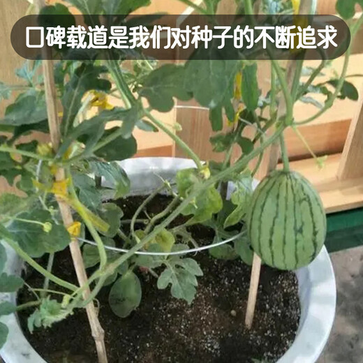 Fengming Yashi early-maturing small watermelon seeds thin skin few seeds yellow flesh watermelon fruit seeds four seasons little bee watermelon seeds 10 capsules