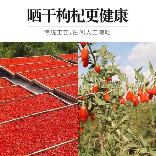 Ningxia zhongning rojo wolfberry auténtico aguas residuales wolfberry big gouqi big gránulos empapado té de té para hombres no contaminados y no sulfuros ningxia rojo wolfberry 500g