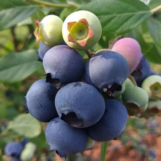 Blueberry seeds blueberry sapling seeds balcony potted orchard courtyard blue plum tree fruit sapling seeds can be used in large areas blueberry seeds 50 capsules
