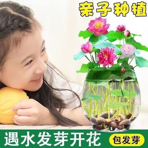 Bowl of lotus seeds, colorful hydroponic flowers, water-grown four-season lotus, lotus seeds, lotus root green water plants, mixed-color bowl of lotus seeds, budding when exposed to water, blooming in all seasons, 100% budding, 10 capsules, multi-color mixed, already opened