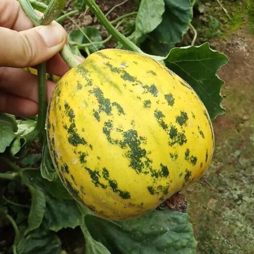 Balixiang Piaoxiang Melon Seeds Complete Collection of Southern and Northern Specially Sweet Melon Seeds Early-maturing and High-yielding Sweet Melon for All Seasons Balixiang Seeds/Pack About 100 capsules 1 pack