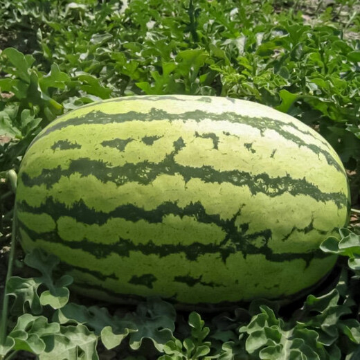 Beishu 8424 watermelon seeds, early maturing special melon fruit, no pruning, 50 pieces of lazy watermelon seeds