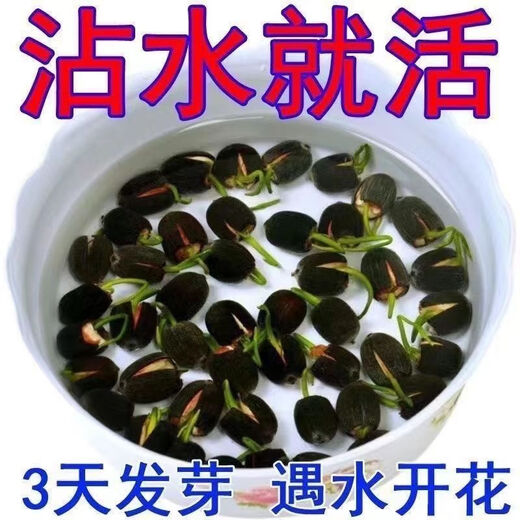Bowl of lotus seeds, colorful hydroponic flowers, water-grown four-season lotus, lotus seeds, lotus root green water plants, mixed-color bowl of lotus seeds, budding when exposed to water, blooming in all seasons, 100% budding, 10 capsules, multi-color mixed, already opened