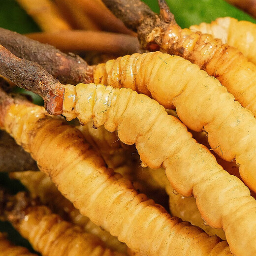 
Beijing Tongrentang Cordyceps sinensis Cordyceps sinensis 2-6 roots/gram Cordyceps dried goods soaked in wine Cordyceps sinensis Tongrentang-40/10g pack