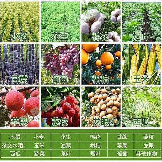 Magnesium, boron, zinc and iron foliar fertilizer for vegetables, fruit trees, cracked fruit, agricultural plants, supplementary medium and trace elements, water-soluble fertilizer, 2 bottles