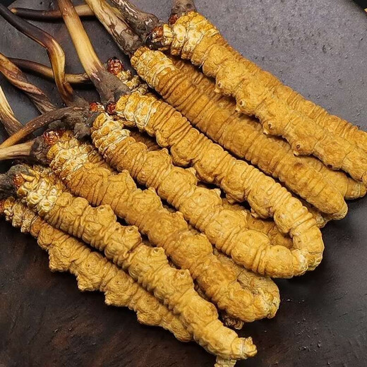 Naqu Hair raide Authentic Wild Tibet Haute à altitude Cordyceps Sinensis Sélection de foin sec Sèche Saison Herbe Saison Dry Goods Dry 2 Racines / G Cordyceps sauvage Sinensis 50g Pack