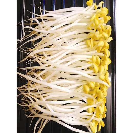 田道谷发豆芽黄豆生黄豆芽豆专用黄豆种子小金黄黑豆芽苗菜种籽 发芽专用 690小粒黄豆 三斤