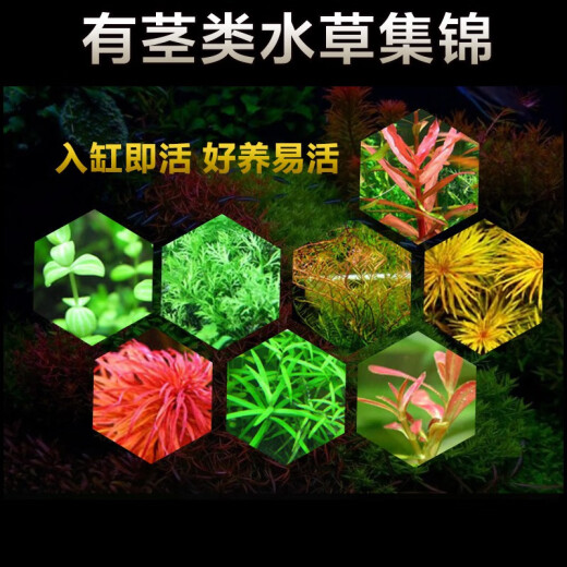 Yunfeng Hairui aquatic plants live lazy grass fish tank landscaping live aquatic plants package fish tank aquatic plants with stems in the background real aquatic plants [easy to grow and easy to live] special climbing dwarf pearl mesh for lawns 8*8cm