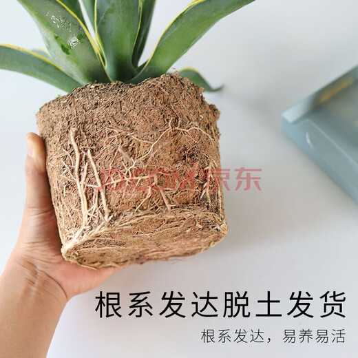 达泽侠龙舌兰盆栽室内大株多肉植物大颗老桩巨型稀有品种花卉树苗好养活 龙舌兰-多肉[原袋盆]