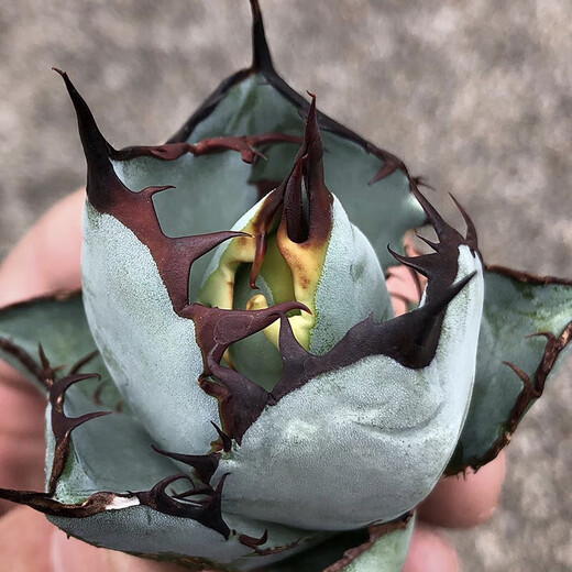 Hanchangwu Fresh Fairy Plants, Blue Whale Agave One Shot, Premium Small and Medium Agave Succulent Plants 8910 Size Comparison of 10cm Pot