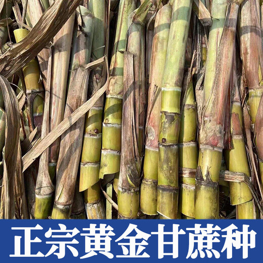 Jingyu Fruit black-skinned sugarcane, yellow-skinned sugarcane seedlings, high-yielding golden sugarcane seeds, 100 yellow-skinned sugarcane head leaves, 3-5 pieces each