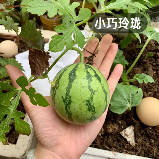 Fengming Yashi early-maturing small watermelon seeds thin skin few seeds yellow flesh watermelon fruit seeds four seasons little bee watermelon seeds 10 capsules