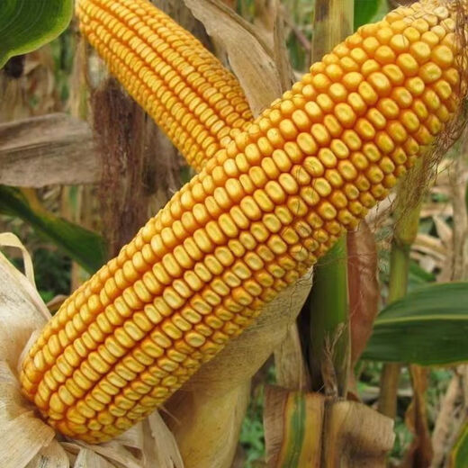 Zhengdan 958 National Approval High Yield Corn Seed Zhengdan 958 Daquan Big Stick White Shaft Resistant to Lodging and Drought Resistance Short Stem Bract National Approval Zhengdan 958 (High Yield + Stable Yield) Original 3 Jin Jin equal to 0.5 kg