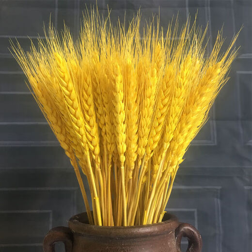 AIMAN natural wheat ears dried flower bouquet for new store opening barley gift living room pastoral decoration photography props 50 golden wheat ears