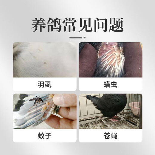 Probiotic live bacteria powder for birds, parrot, cockatiel, diarrhea and diarrhea, bird-specific electrolyte multi-dimensional glucose powder, bird feed and additives, Baicao pigeon bath salt 800g