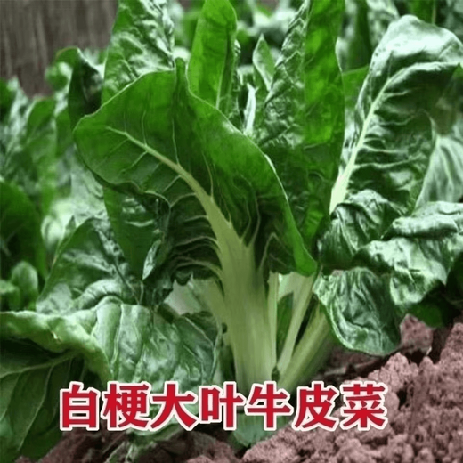 Bohui Brassica Seeds are edible white stems, large broad leaves, thick skins, high-yielding old varieties in all seasons, spring and old Genda vegetable seeds. Broad-leaf Brassica 1 pack, 1 pack (selected by 20 people)