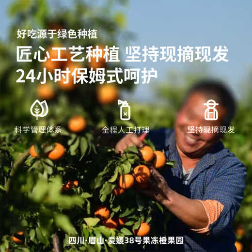 
Uncle Sam Sichuan Ehime No. 38 Jelly Orange Seasonal Fruit Citrus Rock Sugar Orange Orange Ugly Orange Gift Box New Year's Gift [Sweet-Tribute Fruit] 20-Year-Old Tree | Single Fruit 75-80mm 5Jin [Jin equals 0.5kg] Gift Box [Gift Recommendation] Net 4.5Jin [Jin equals 0.5kg]
